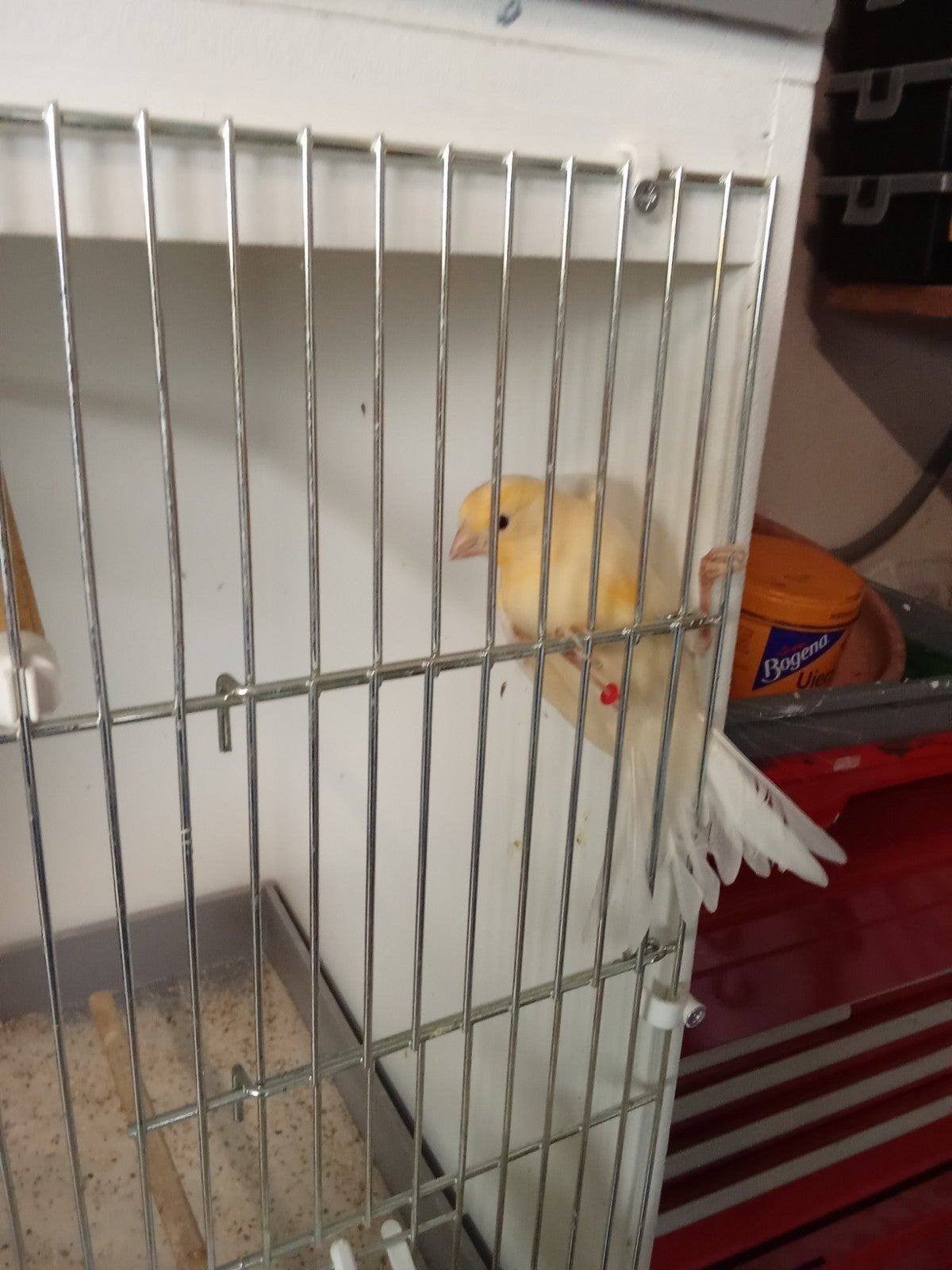Te koop kanarie, Ophalen, Metaal, Vogelkooi