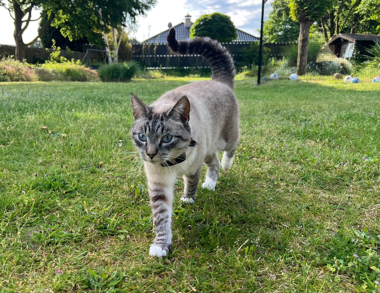 Mooie, lieve knuffelkat Ozzy zoekt een nieuw thuis, Kater, Kortharig, 3 tot 5 jaar