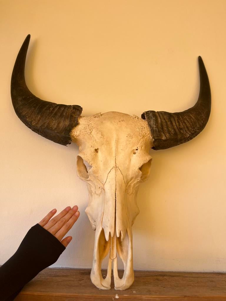 XXL Echte buffelschedel schedel kop buffel stier stierenkop, Ophalen of Verzenden, Zo goed als nieuw