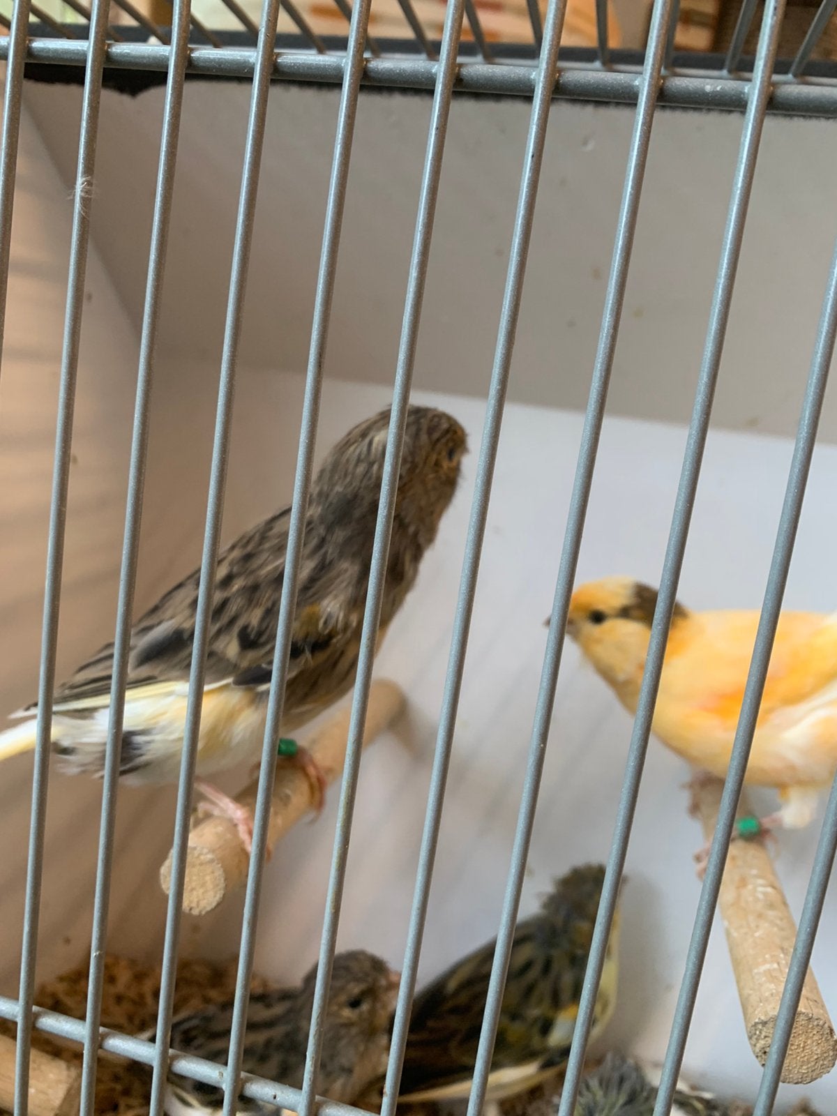 Jonge kanaries van 2026, Dieren en Toebehoren, Meerdere dieren, Kleurkanarie