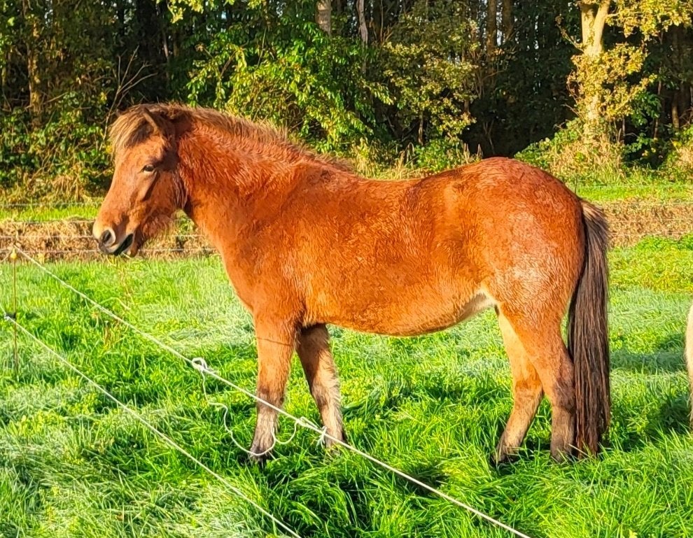 Open en vriendelijke 2 jarige Ijslander merrie, Dieren en Toebehoren, Merrie, Met stamboom, Niet van toepassing, 0 tot 2 jaar