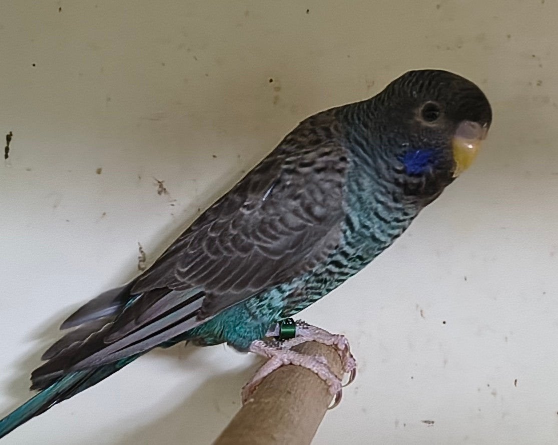 blackfaces grasparkieten, Dieren en Toebehoren, Vogels | Parkieten en Papegaaien, Meerdere dieren, Parkiet, Geringd