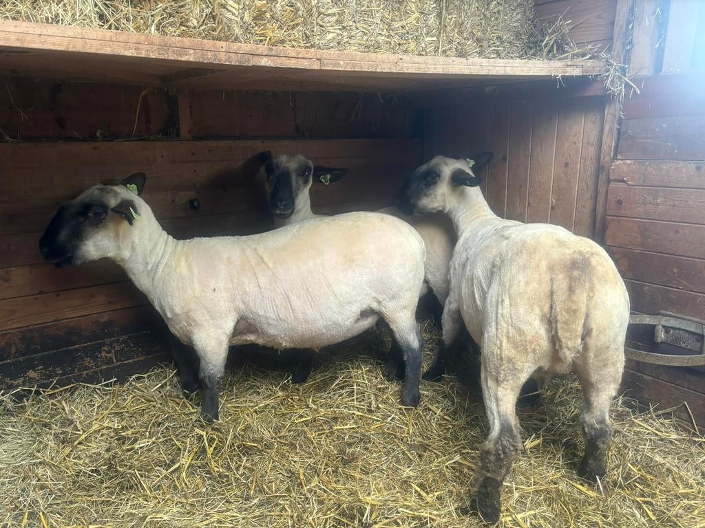 ✅🐑Schapenscheerder & geit bekappen schaap scheren,scheerder