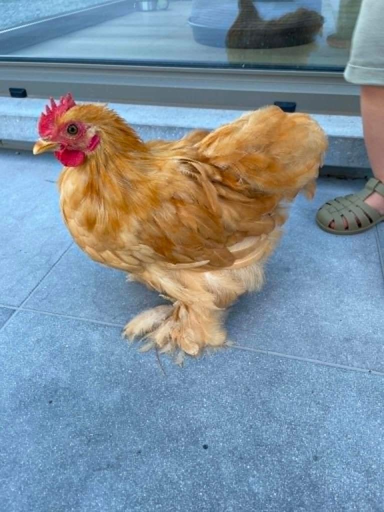 Gratis cochin buff kriel haantje, Dieren en Toebehoren, Pluimvee, Mannelijk, Kip