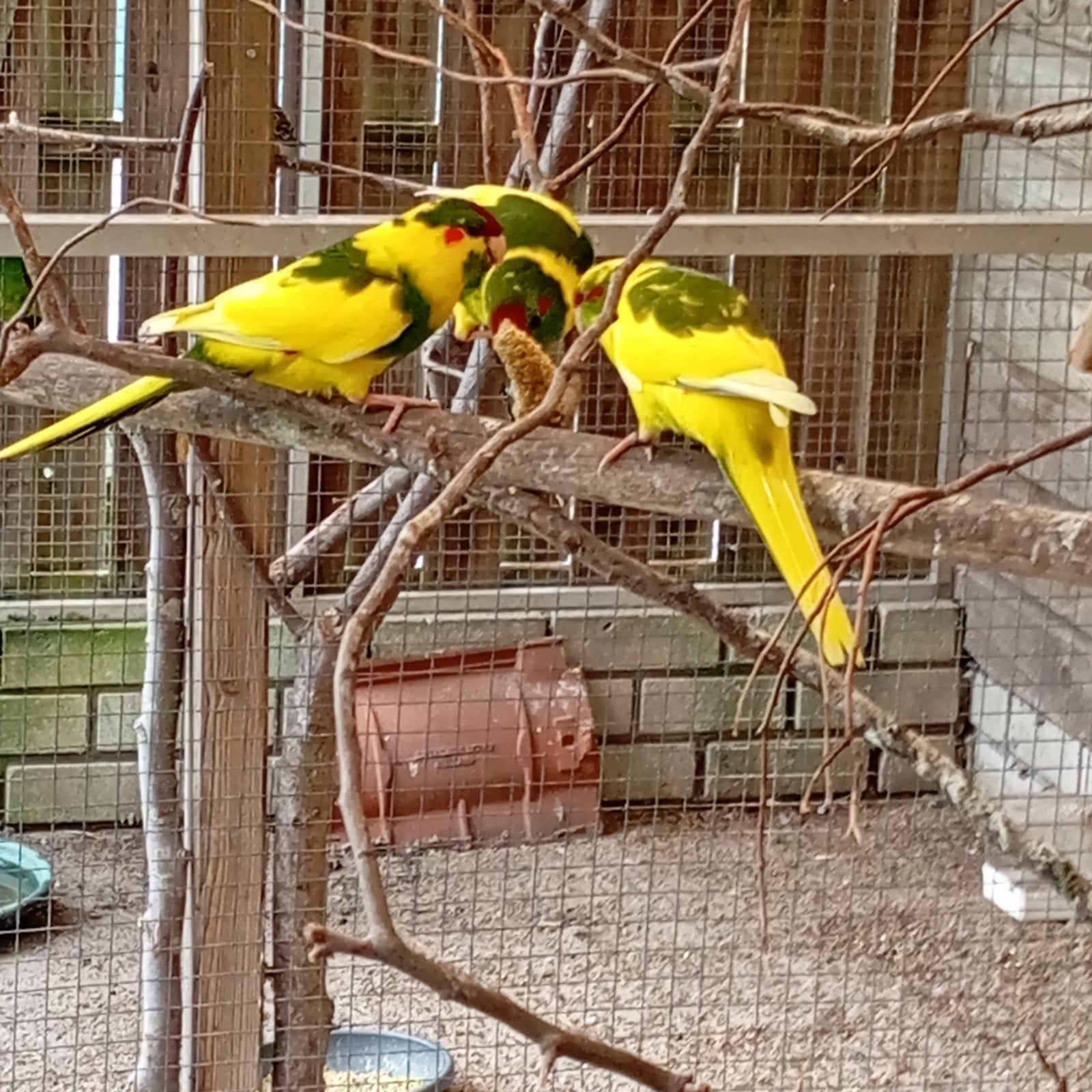 3 geel/bonte kakarikies., Mannelijk, Geringd