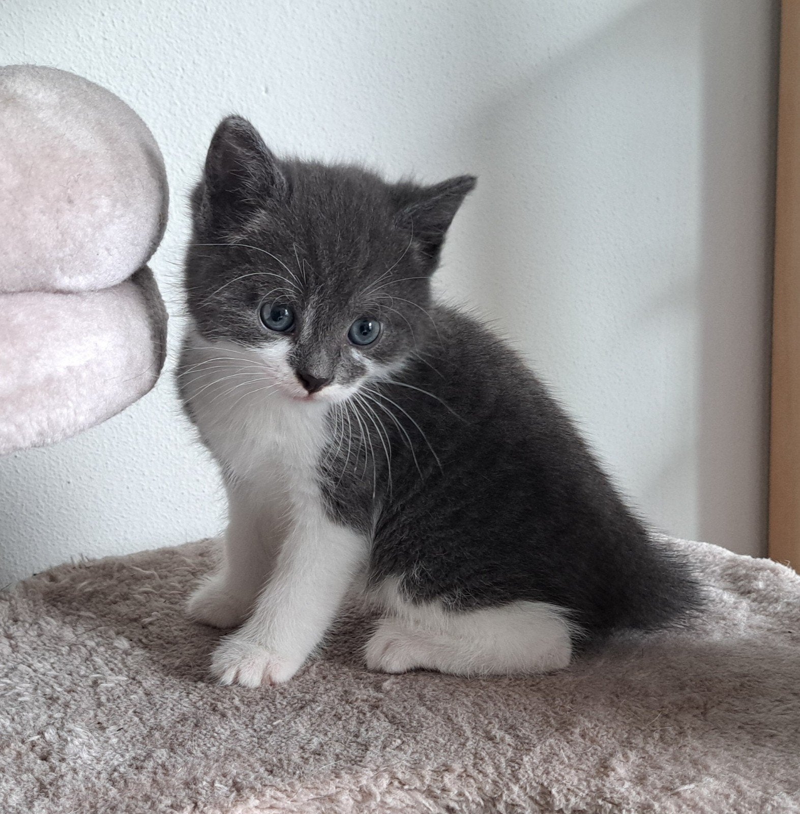 2 katers bijna 8 weken oud !!! Gereserveerd!!!!, Dieren en Toebehoren, Katten en Kittens | Overige Katten, Kater