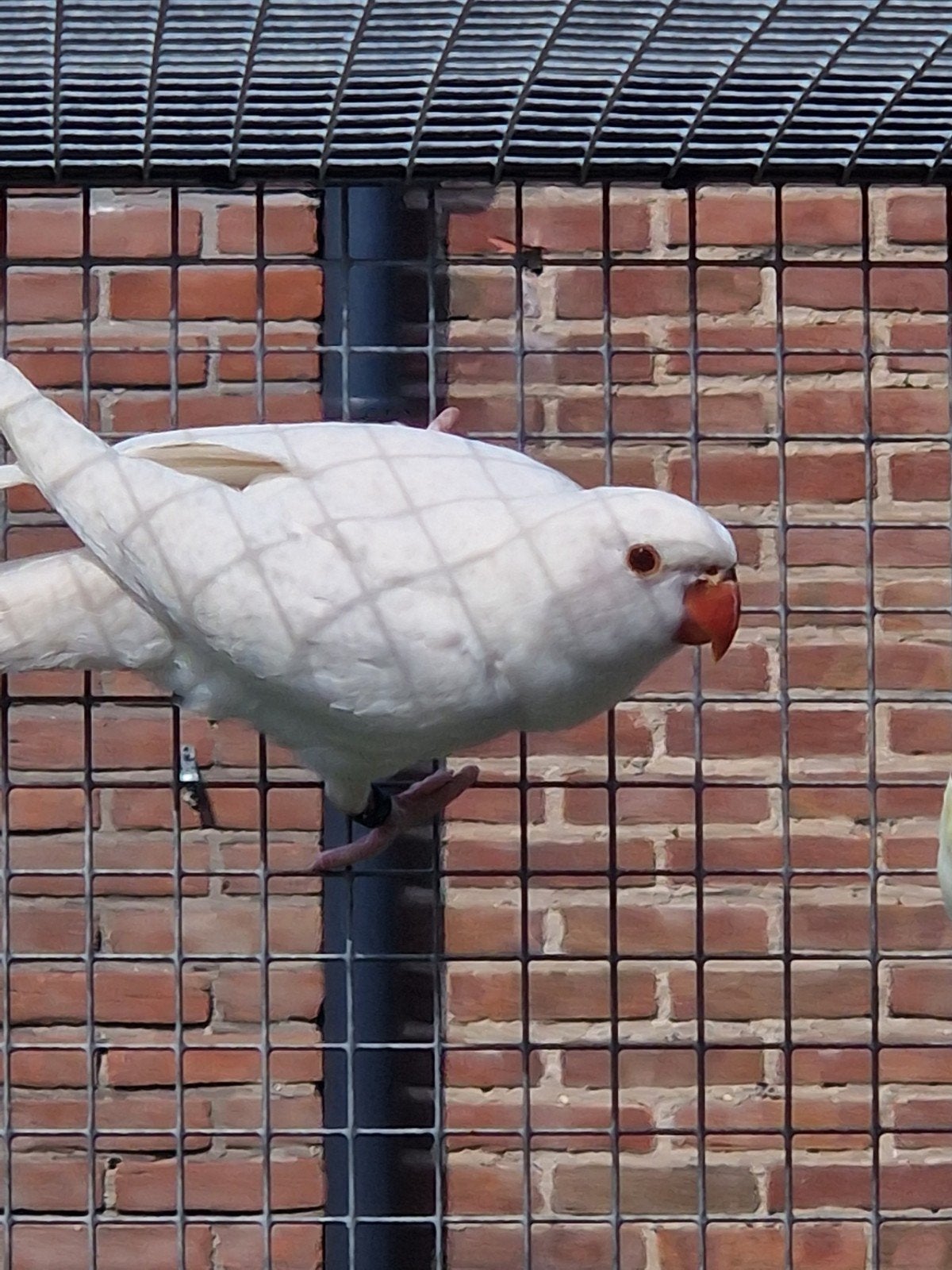 hele mooie halsband parkieten, Meerdere dieren, Parkiet