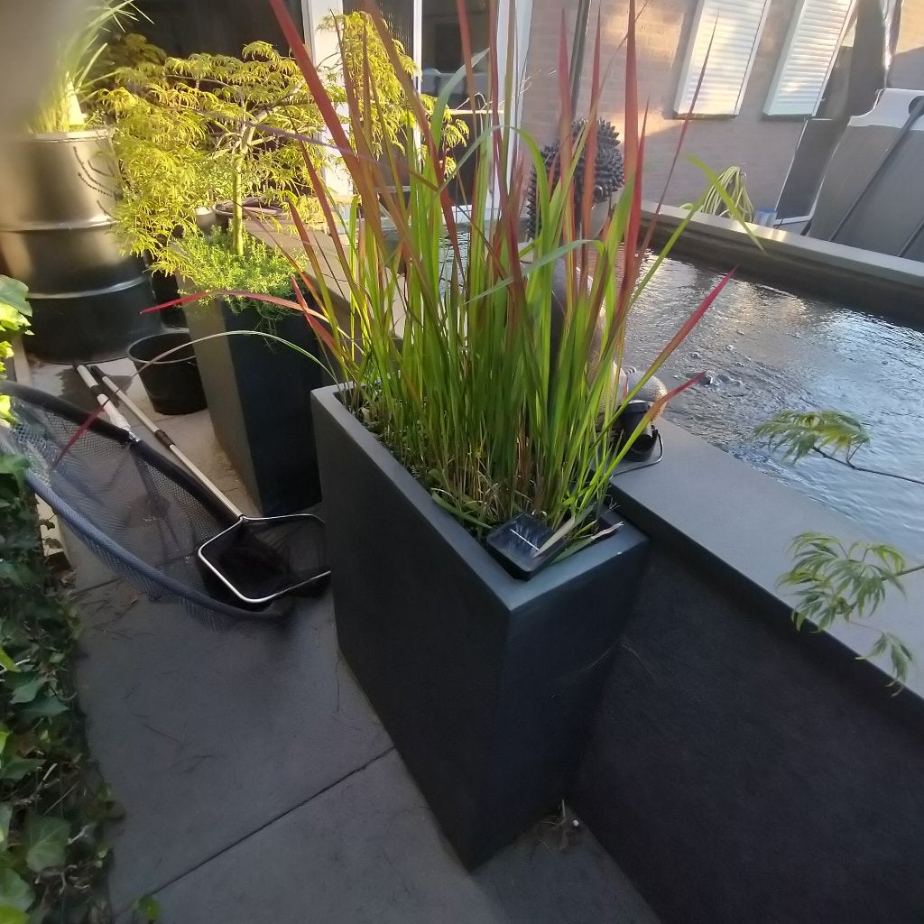 Rood gras grasplant, Ophalen, Minder dan 10 m²