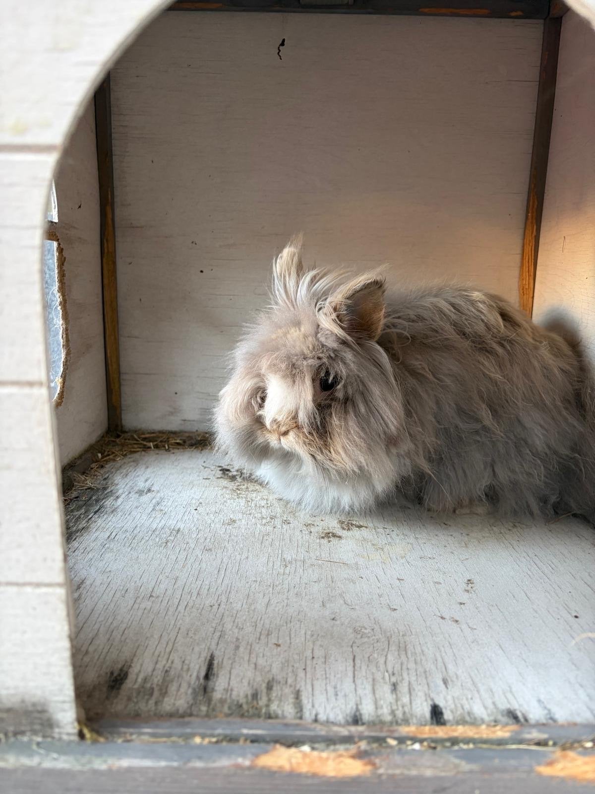 Teddy Dwerg koppeltje, Dieren en Toebehoren, Konijnen, Meerdere dieren, Dwerg, 3 tot 5 jaar