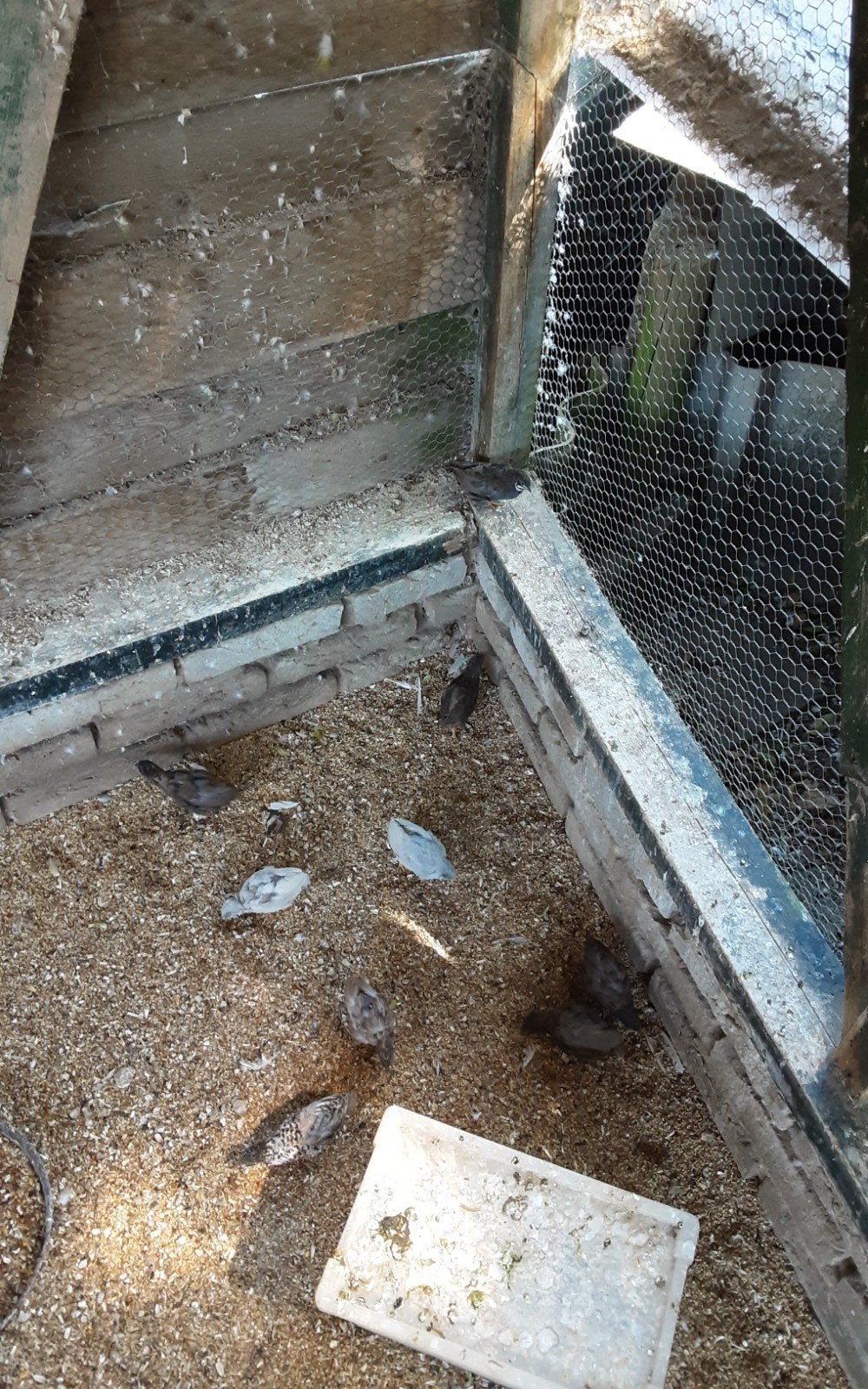Chineze kwartels 2.50, Dieren en Toebehoren, Vogels | Overige Vogels, Meerdere dieren