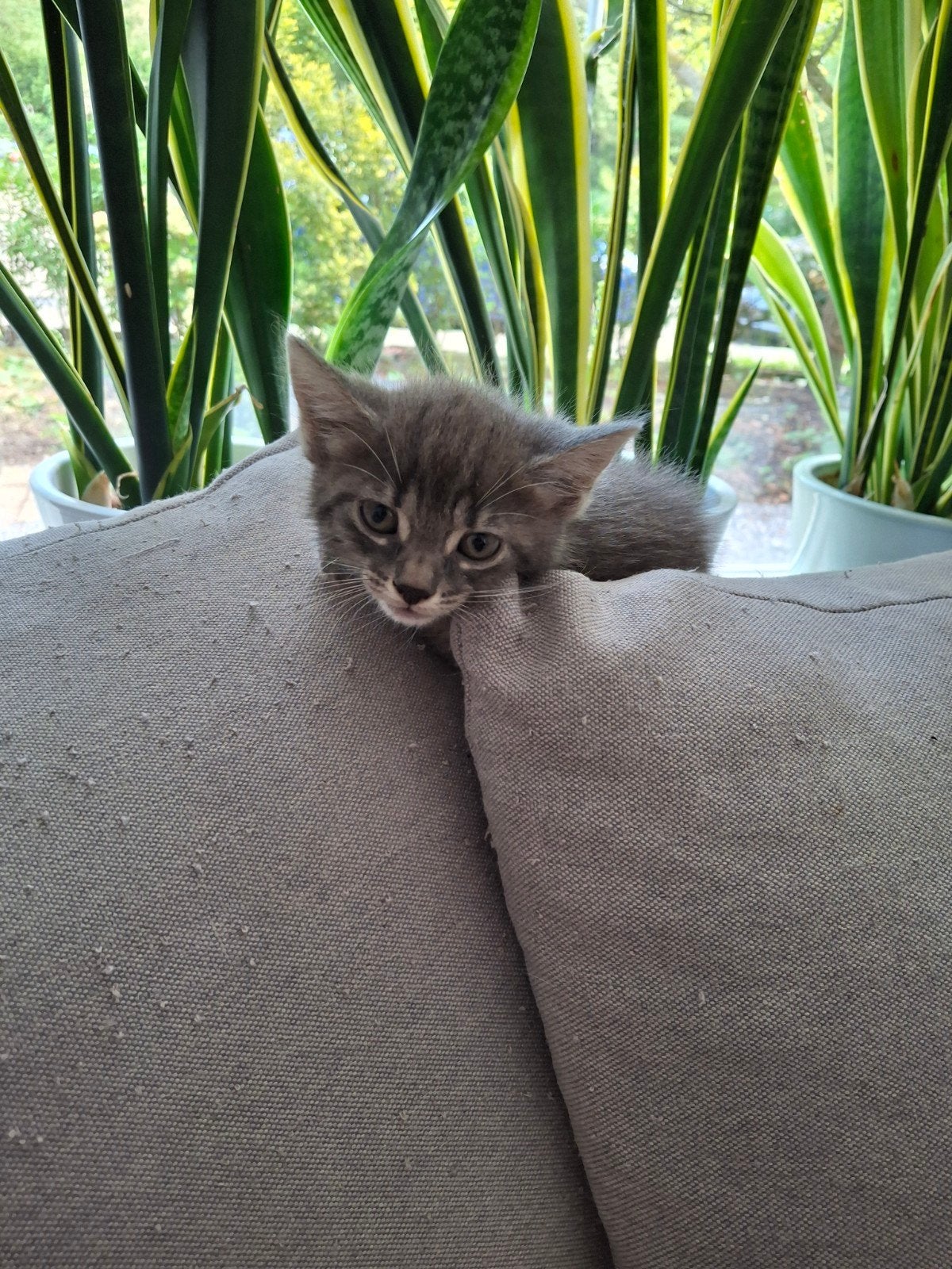 Prachtige Kittens, Dieren en Toebehoren, Katten en Kittens | Overige Katten, Meerdere dieren
