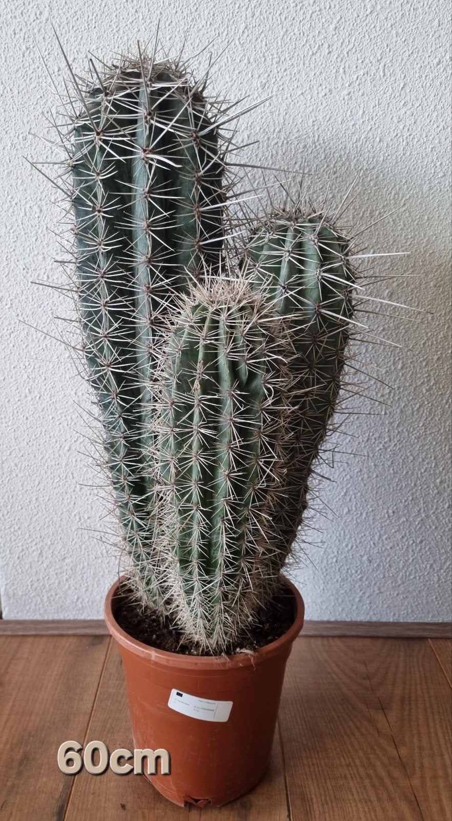 cactus. 60cm., Ophalen, Cactus, Volle zon, Minder dan 100 cm