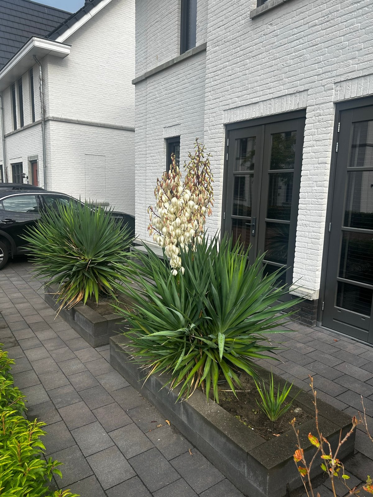 Mooie Yucca planten met bloemstengels, Overige soorten, Volle zon, Vaste plant, Ophalen of Verzenden