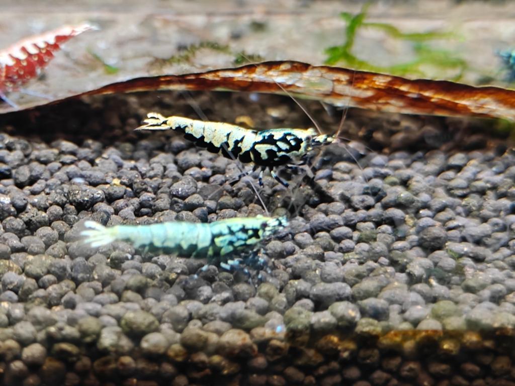 Galaxy x boa  garnalen caridina laatste 15 !, Dieren en Toebehoren, Kreeft, Krab of Garnaal