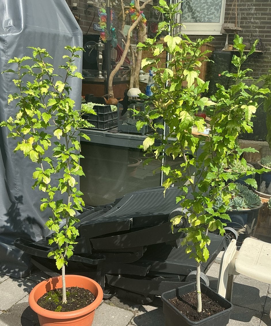2 Rose Hibiscus planten,Prachtige bloeiers voor uw tuin! 🌸, Tuin en Terras, Planten | Tuinplanten, Volle zon, Vaste plant, Zomer