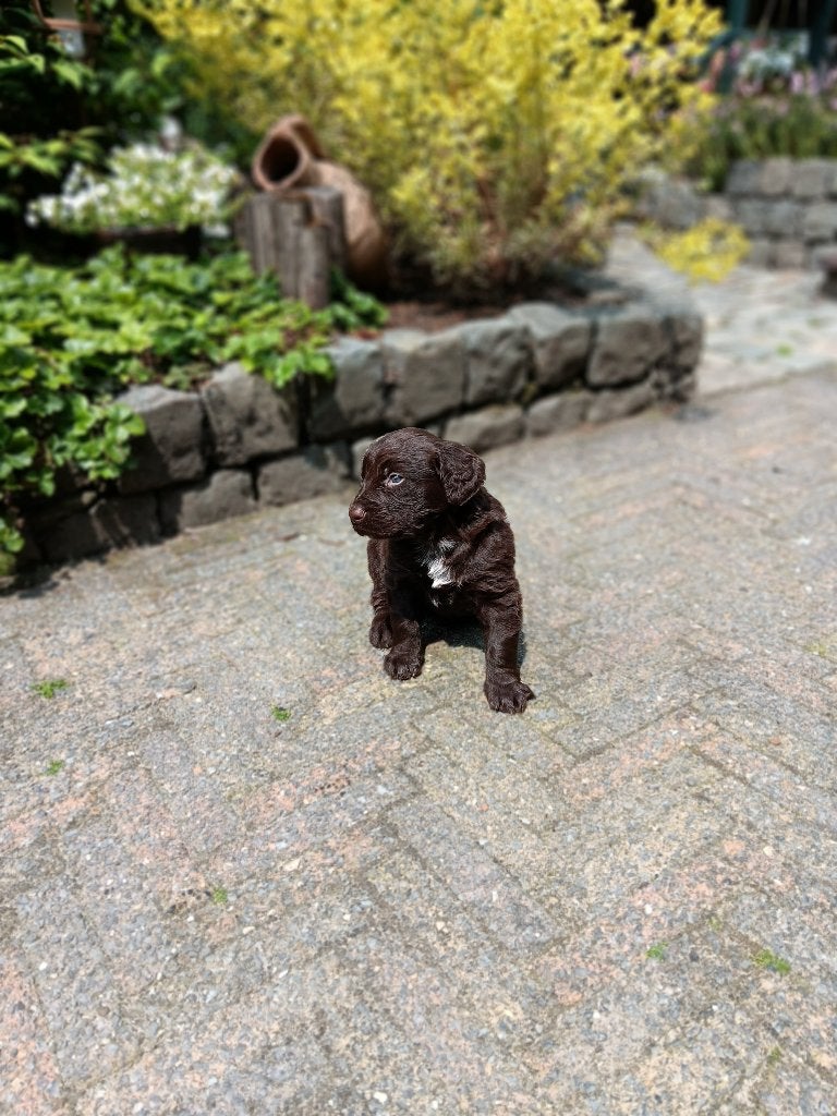 Te koop Duitse Staande Langhaar pup, Dieren en Toebehoren, Reu, 8 tot 15 weken, Eén hond, Duitse Staande hond