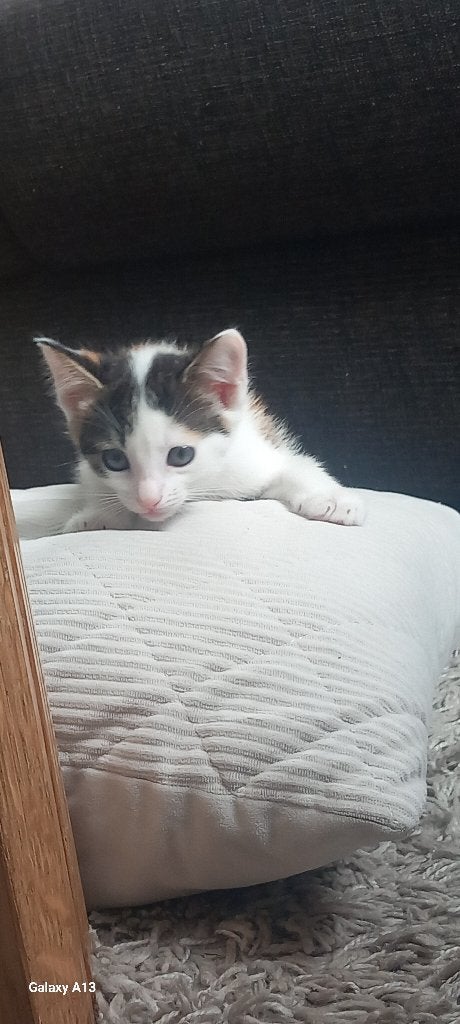 Boerderij kittens, Meerdere dieren, Kortharig, 0 tot 2 jaar