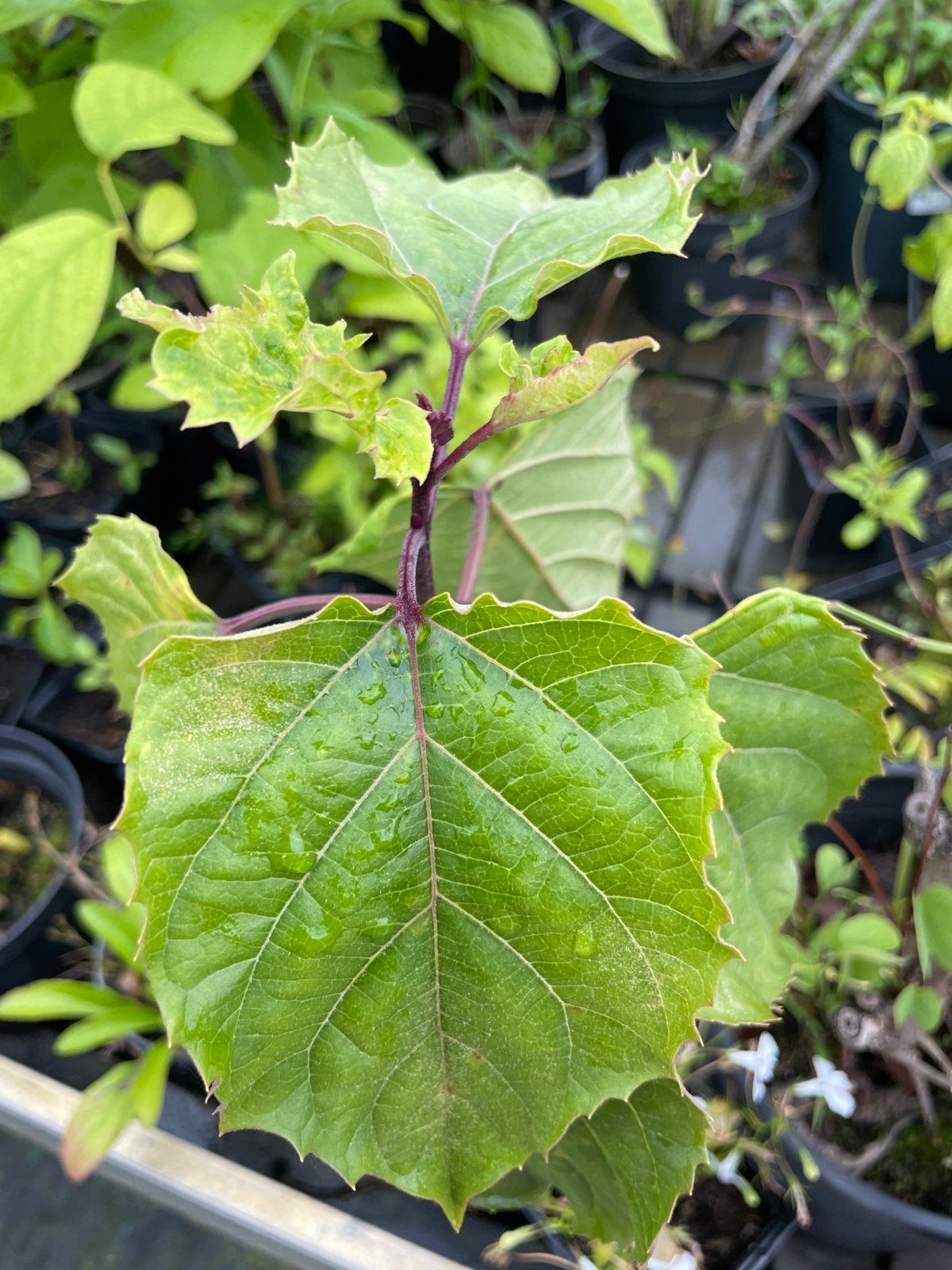 Clerodendrum bungei - Pindakaasplant met unieke bladeren, Vaste plant, Halfschaduw, Zomer, Ophalen