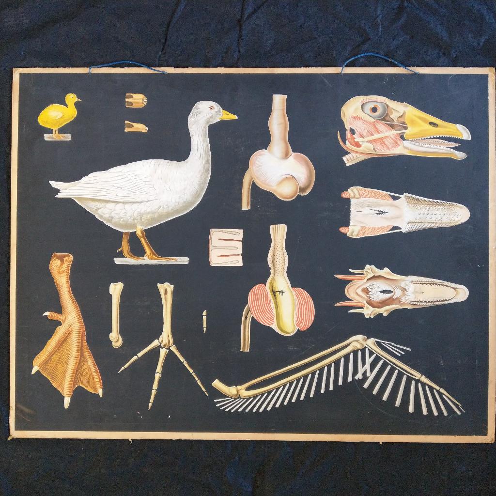 Schoolplaat Tamme gans – Jung Koch Quentell 1892, Antiek en Kunst, Antiek | Schoolplaten, Natuur en Biologie, Ophalen of Verzenden