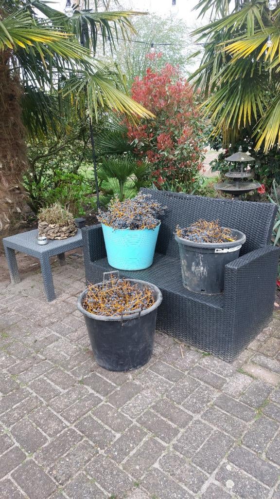 Verse palmboom zaden trachycarpus, Volle zon, Ophalen of Verzenden, Minder dan 100 cm, Zomer