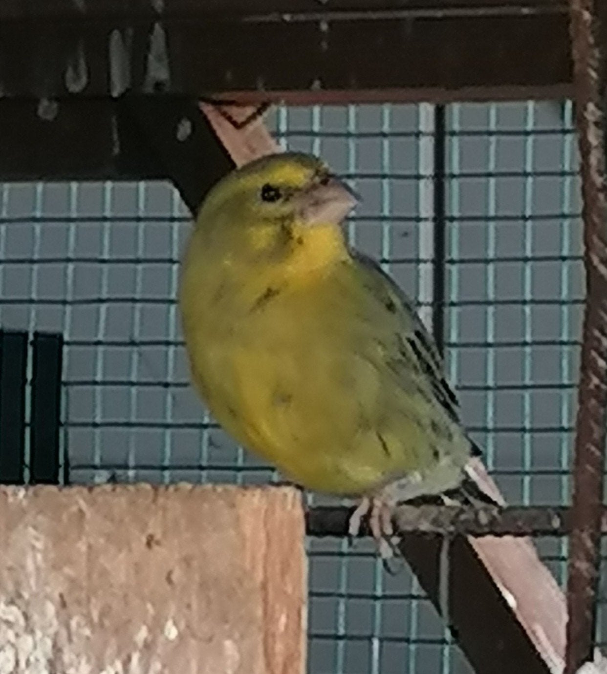 zwavelgele dikbekcini bastaard, Mannelijk, Tropenvogel, Geringd