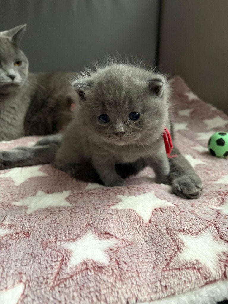 Prachtige Britse Korthaar Blue katertjes  ., Dieren en Toebehoren, Katten en Kittens | Raskatten | Korthaar, Kater, Met stamboom