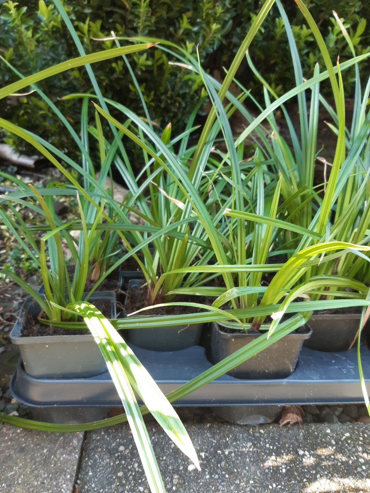Siergrassen, Tuin en Terras, Ophalen, Vaste plant, Siergrassen, Halfschaduw