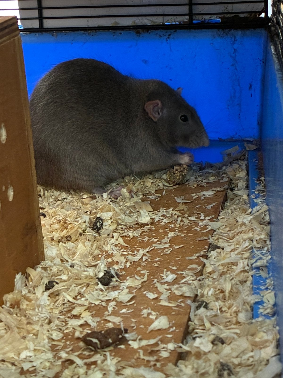 2 ratten - 1 jaar oud, Ophalen, Zo goed als nieuw