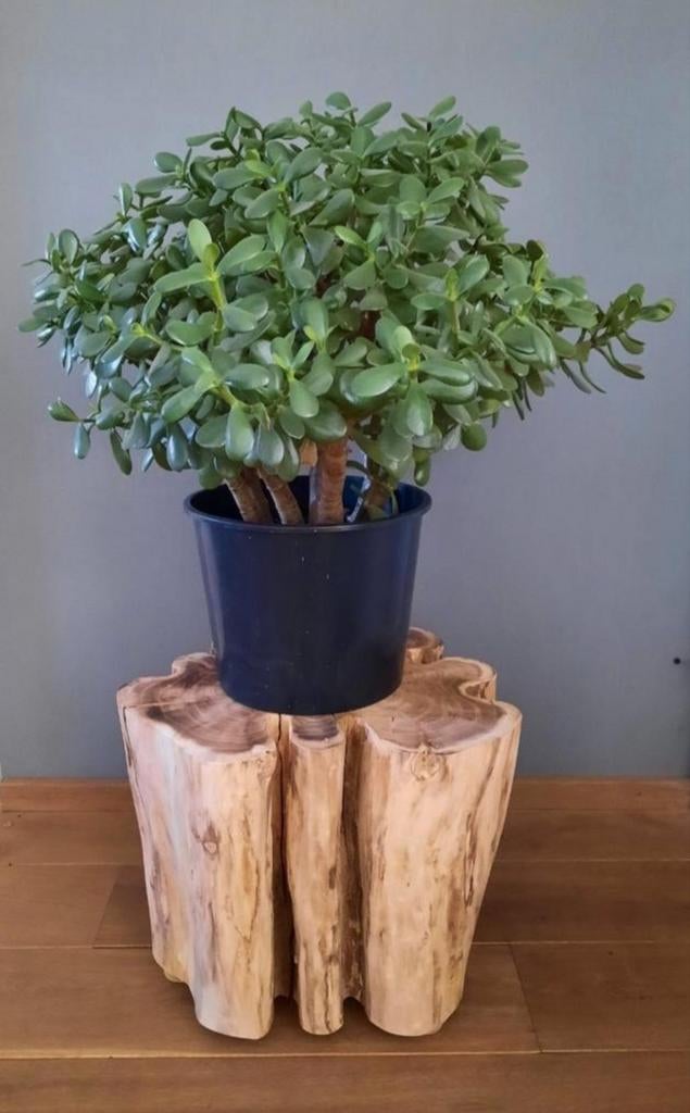 🪵EXCLUSIEVE BOOMSTAMMEN SALONTAFEL BIJZETTAFEL ACASIAHOUT🌳, Ophalen, Zo goed als nieuw