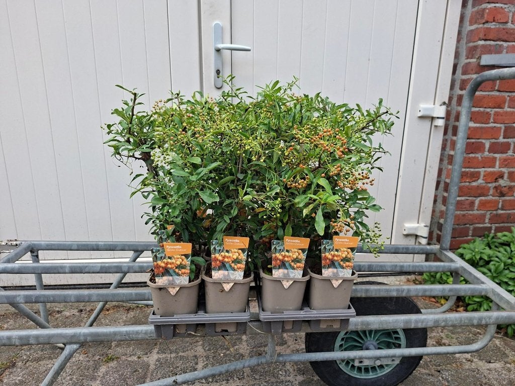 Mooie Pyracantha 'Golden Charmer' (Vuurdoorn) in pot!, Ophalen, Overige soorten, Minder dan 100 cm