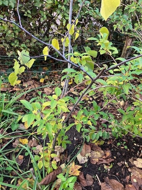 Cercis siliquastrum of Judasboom, Tuin en Terras, Overige soorten, Lente, Minder dan 100 cm, Ophalen