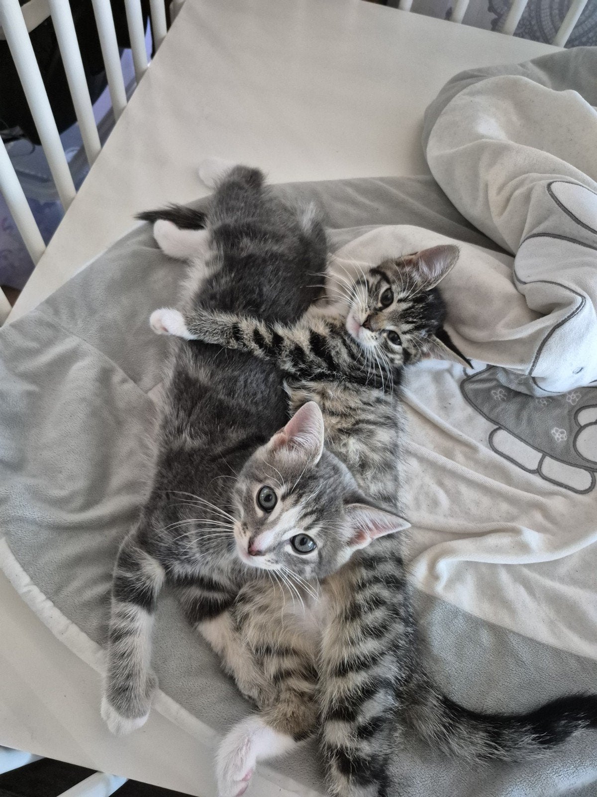 4 kittens zoeken nog een nieuwe thuis., Meerdere dieren