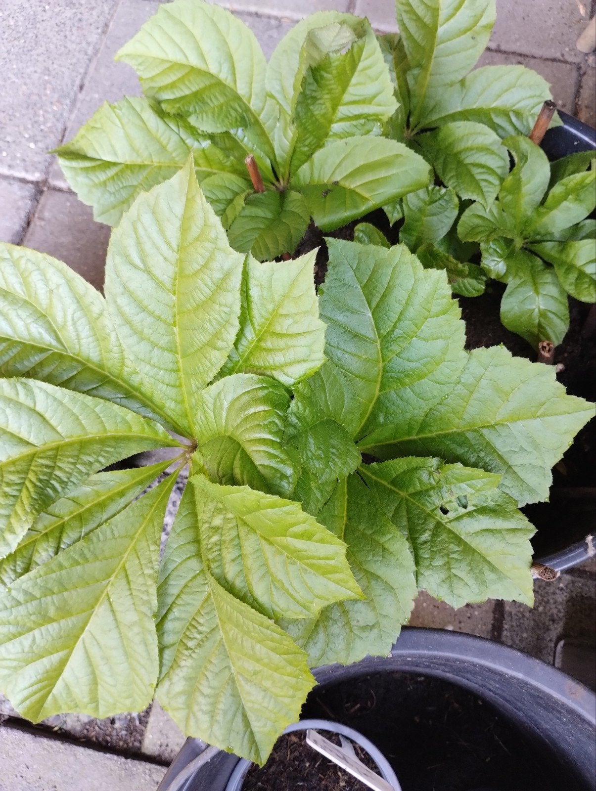 Lekker planten in het najaar, Ophalen of Verzenden