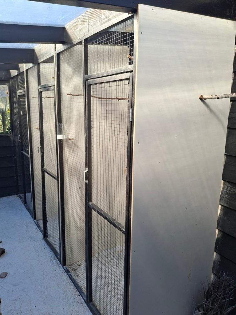 Volière panelen vluchten 3 stuks, Mannelijk, Postduif