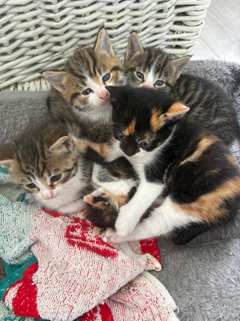 Prachtige kittens, Dieren en Toebehoren, Katten en Kittens | Overige Katten, Meerdere dieren