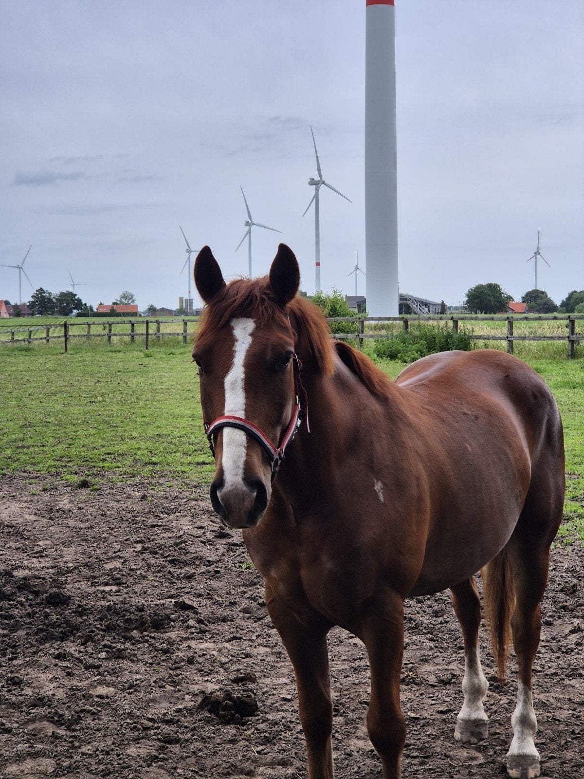 Leuke d pony ruin, Dieren en Toebehoren, Pony's, Ruin