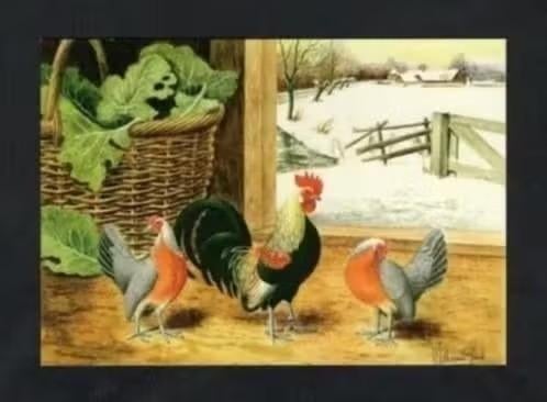 Pluimvee Kippen Hollandse Kriel Rood, Van Gink, Verzamelen, Ansichtkaarten | Dieren, Ongelopen, 1980 tot heden, Vogel, Ophalen of Verzenden
