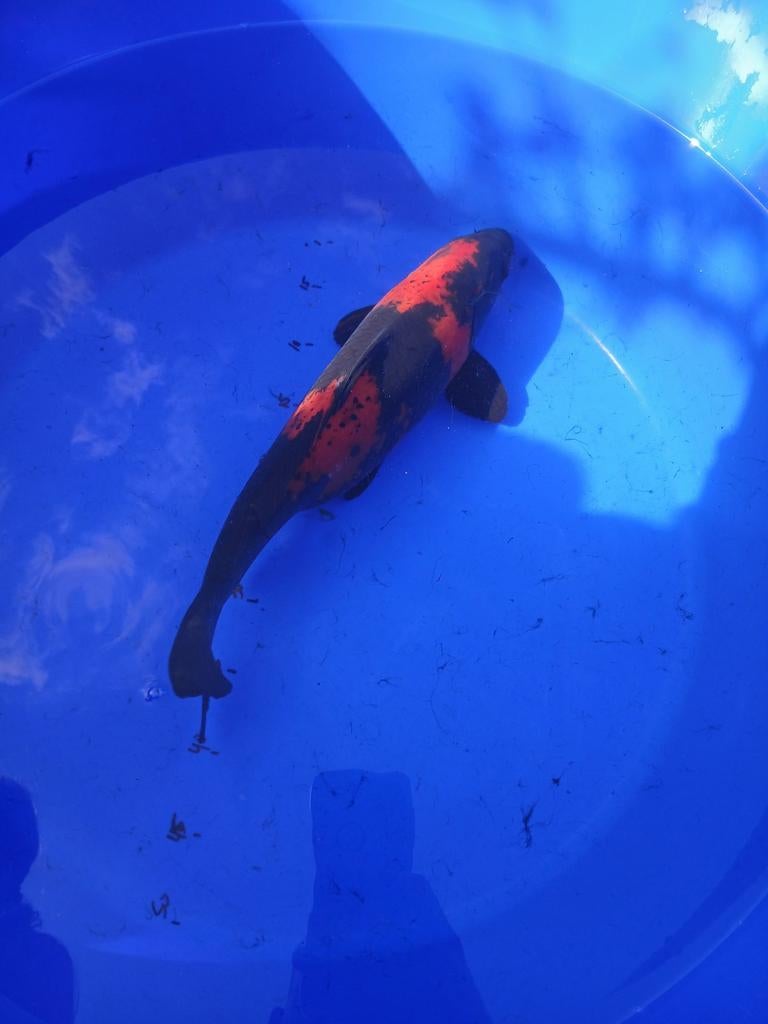 Japanse koi Hi Utsuri zo'n 40 cm kweker Hirasawa, Karper of Koi