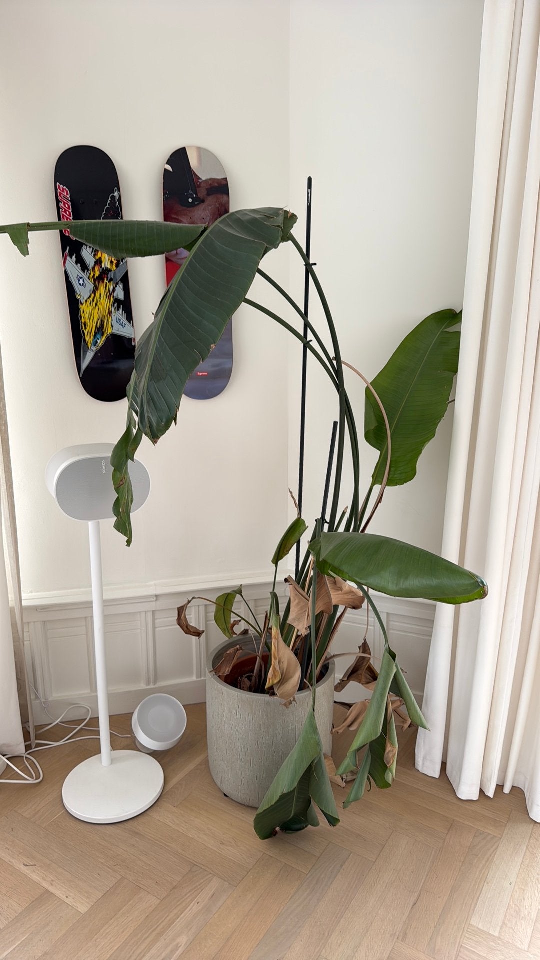 Bananen plant gratis af te halen amsterdam, Ophalen of Verzenden, Halfschaduw, Minder dan 100 cm