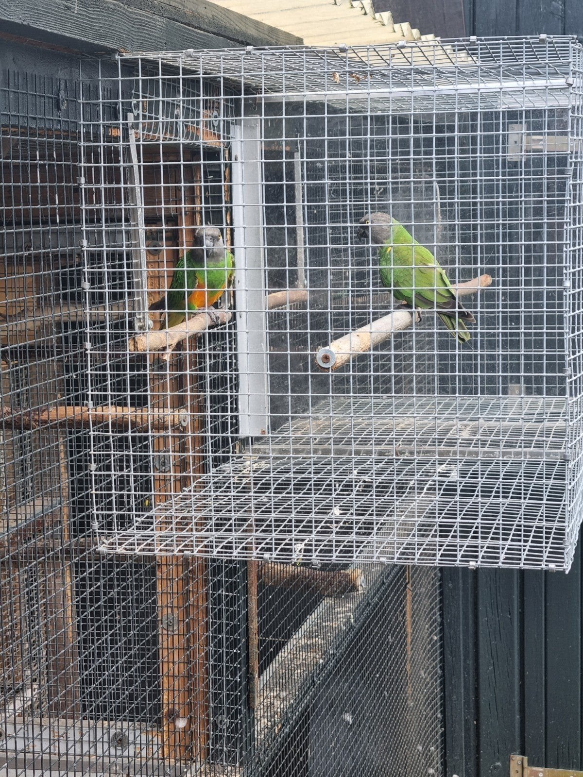 Bonte boeren, Dieren en Toebehoren, Vogels | Parkieten en Papegaaien, Meerdere dieren, Papegaai, Tam