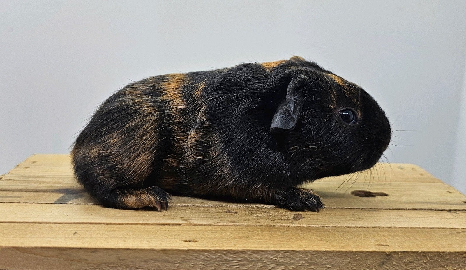 Skinnydrager zeugje, Cavia, Vrouwelijk, Mei, Tam