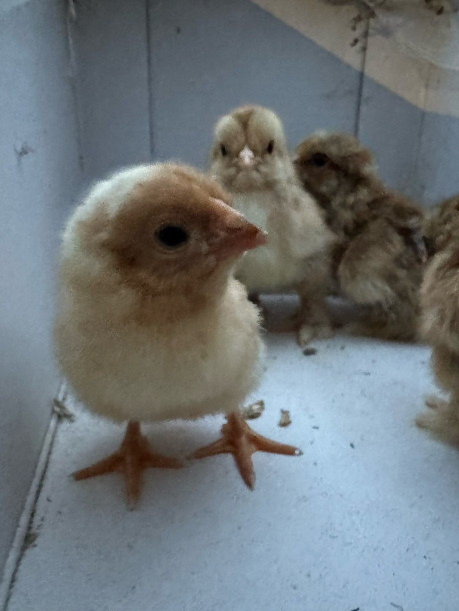 Wyandotte Kriel kuikens, Dieren en Toebehoren, Pluimvee, Meerdere dieren, Kip
