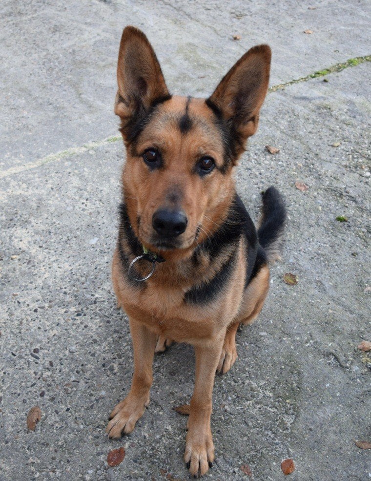 Lieve duitse herder op zoek naar nieuw huis, Dieren en Toebehoren, 6 jaar of ouder, Parvo, Teef, Eén hond