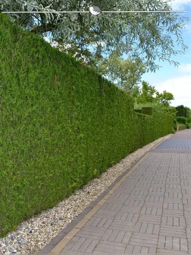 Thuja occidentalis Brabant. haag Thuja. P9 planten 25cm, Overige soorten, Vaste plant, Ophalen of Verzenden, Bloeit niet