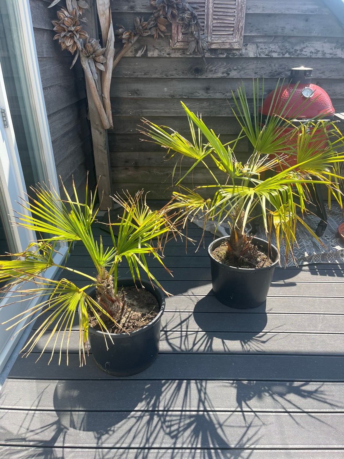 Twee Palmbomen in Pot, Volle zon, Vaste plant, Bloeit niet, Ophalen