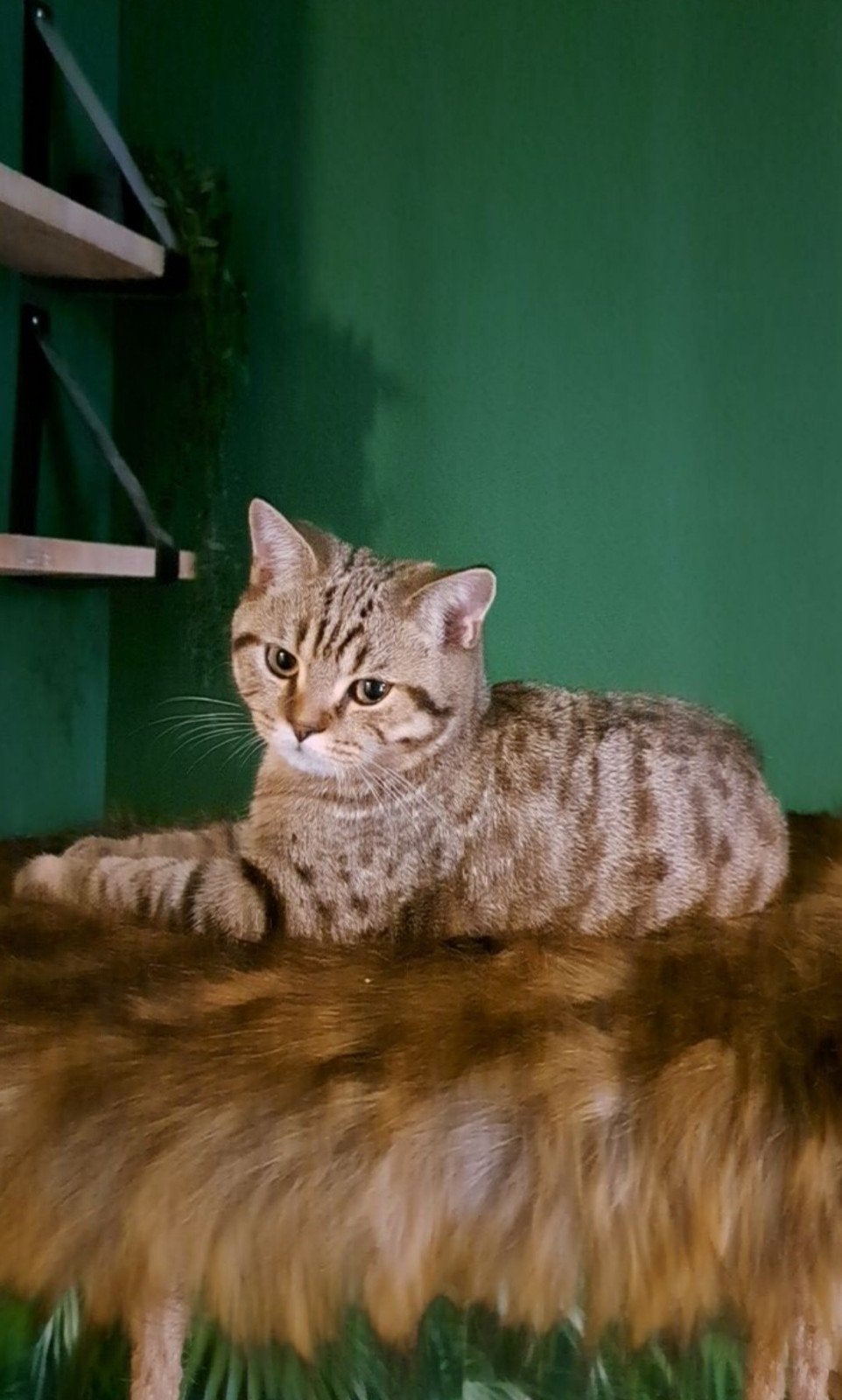brits korthaar black golden tabby spotted kater, Dieren en Toebehoren, Kater, Kortharig, 0 tot 2 jaar