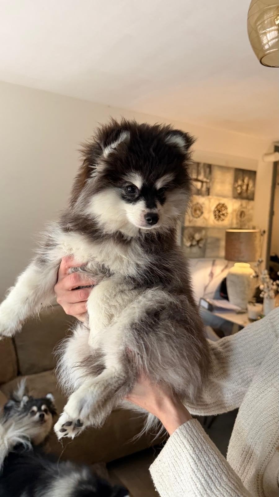 pomsky pup reu, Dieren en Toebehoren, 15 weken tot 1 jaar, Reu, Eén hond, Nederland