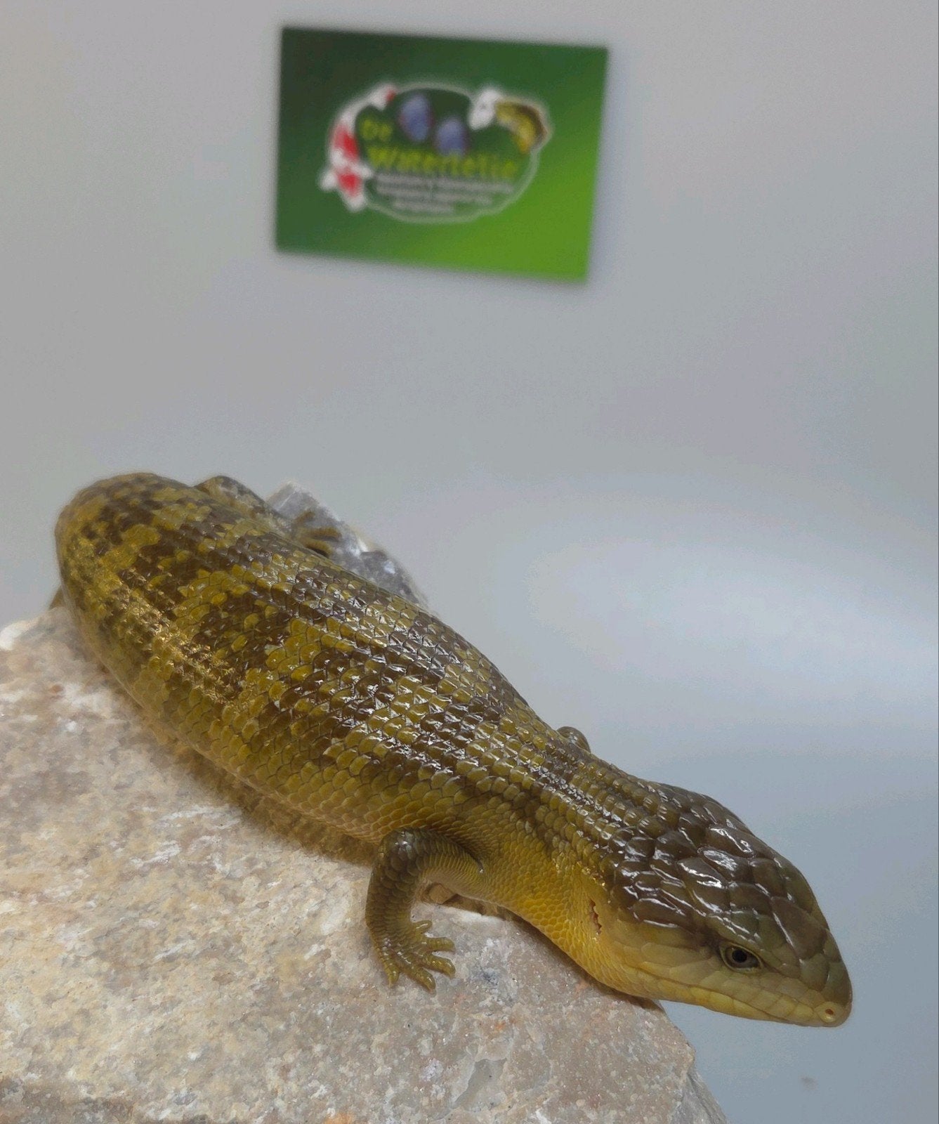 Blauwtongskink, Dieren en Toebehoren, Slang, 0 tot 2 jaar