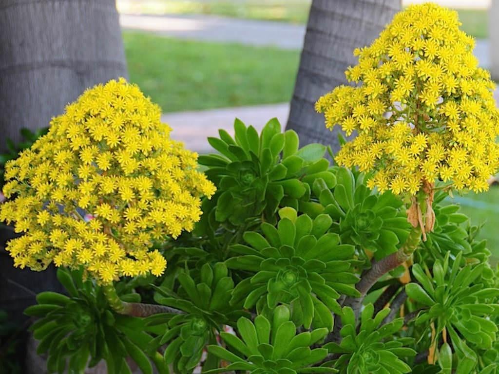 Te koop anoniem arboreum, Tuin en Terras, Ophalen, Volle zon