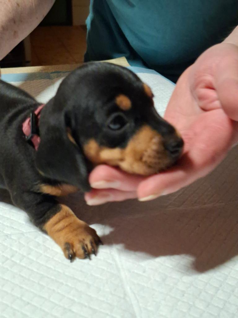 Korthaar dwergteckel teckel pup Black and Tan teefje., Dieren en Toebehoren, Parvo, 8 tot 15 weken, Korthaar, Dwerg